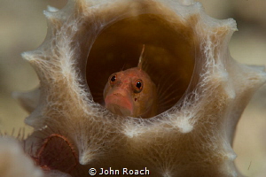 Peeking out .... Ringed Blenny Starksia Hassi  Bonaire by John Roach 